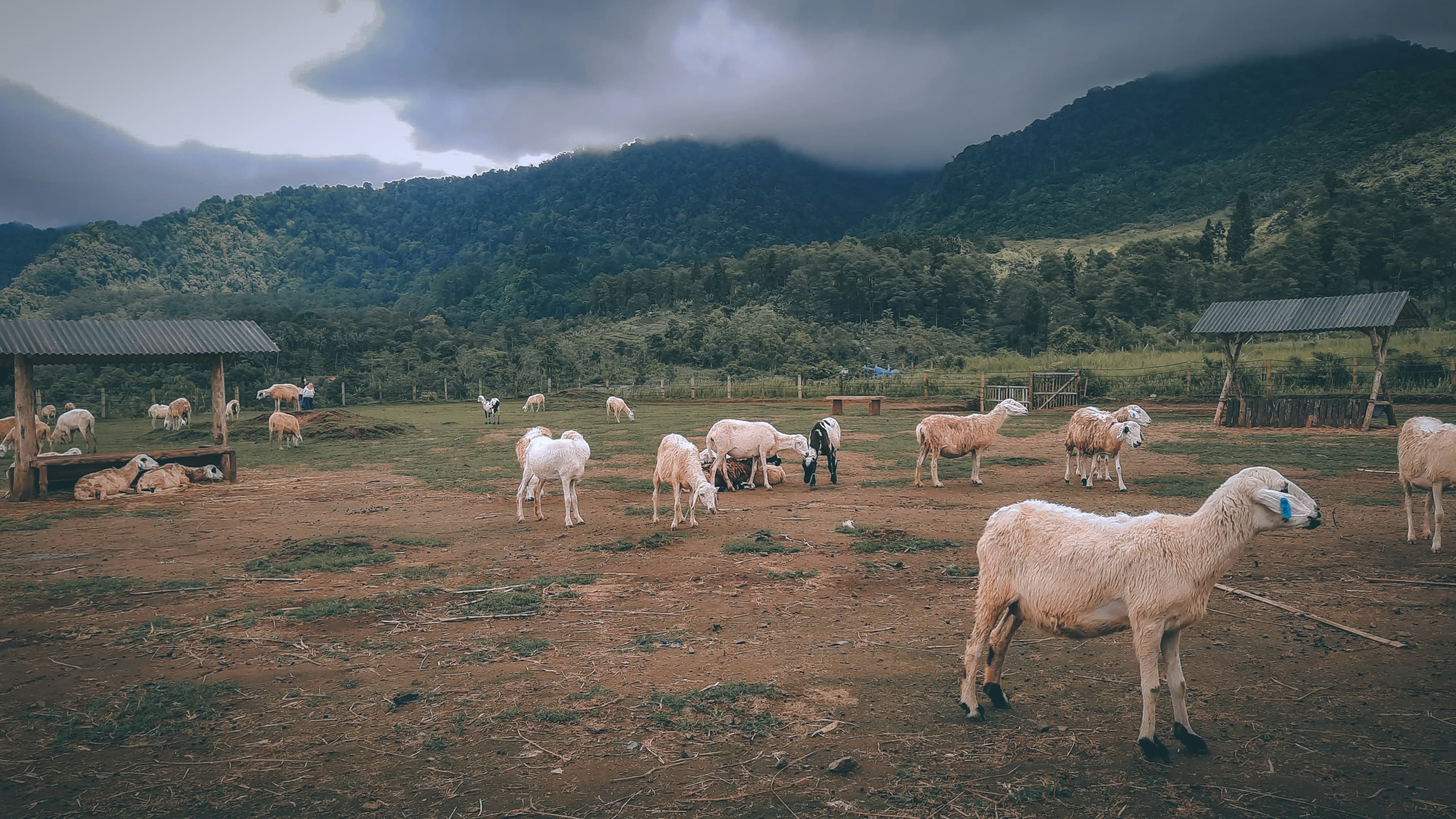 Eid al-Adha 2026: Dates, Rules & Complete Qurbani Guide
