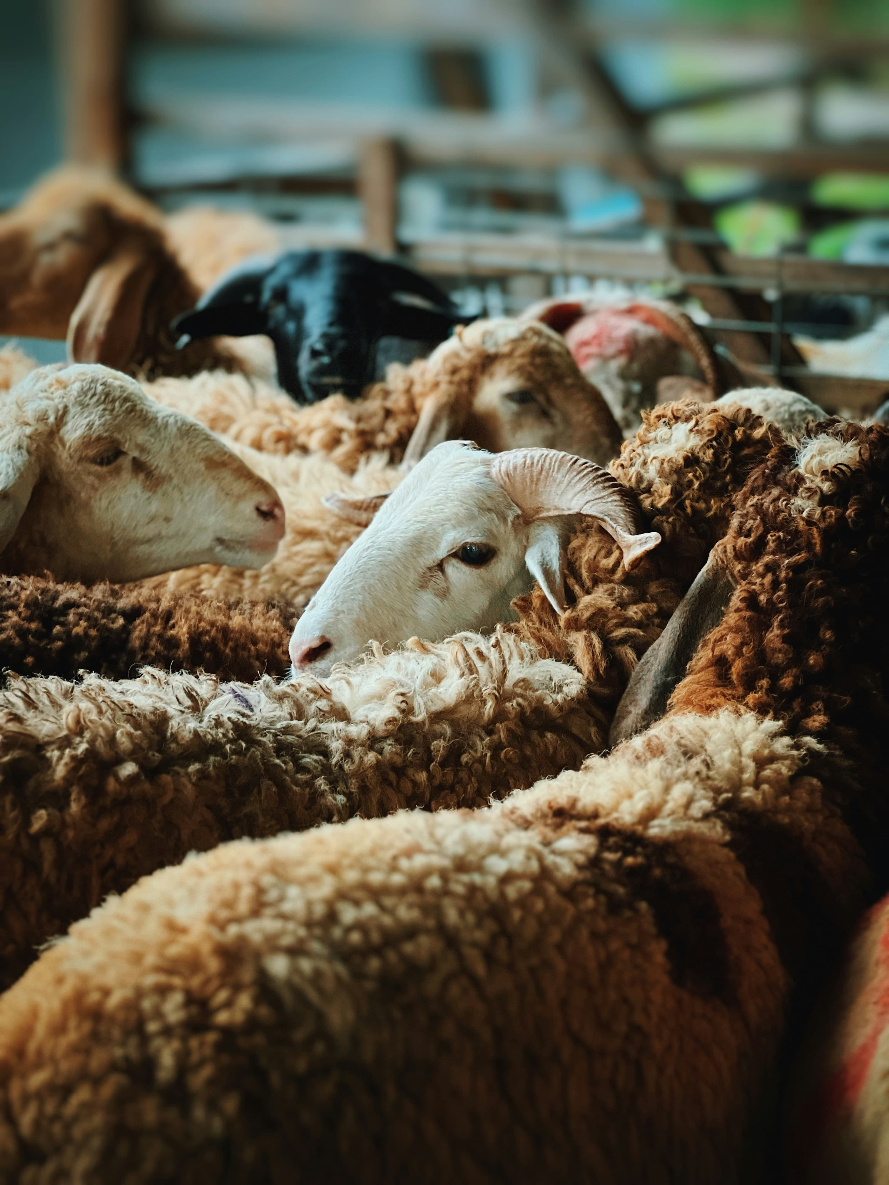 What is Nafl Qurbani? When and How to Donate