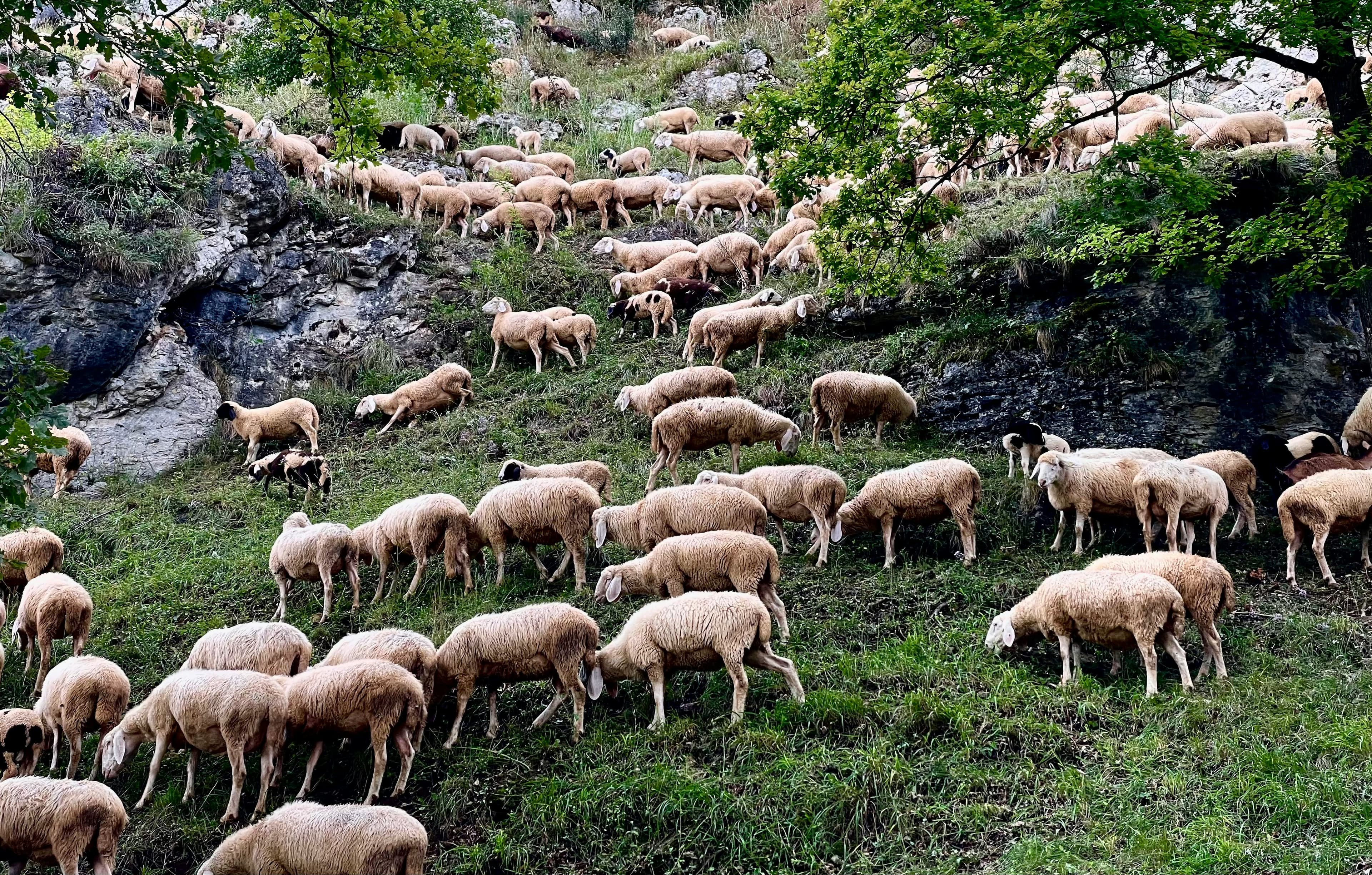 Vacip Kurban Nedir? Kimlere Farzdır, Şartları Nelerdir?
