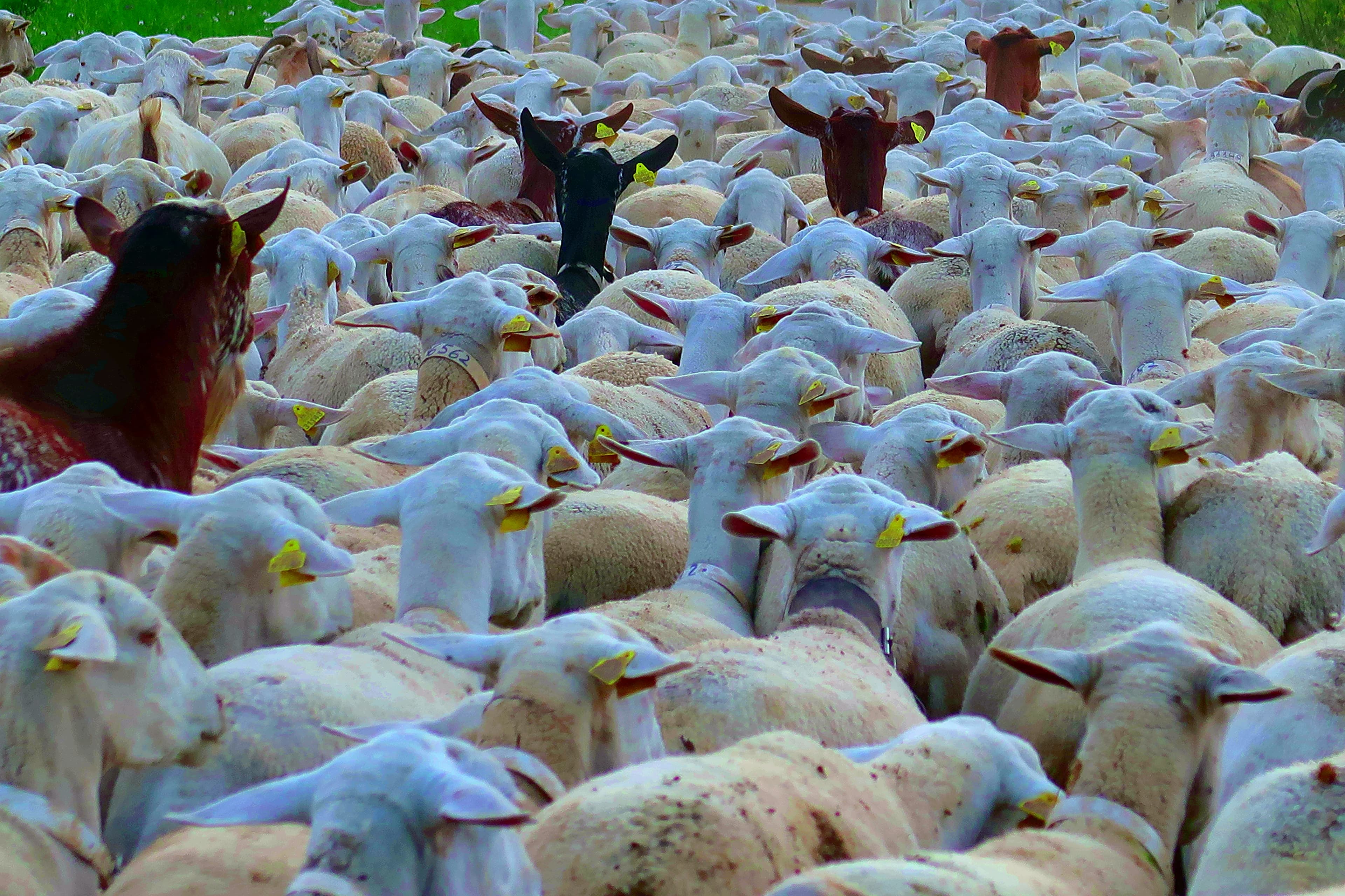 Qurbani livestock